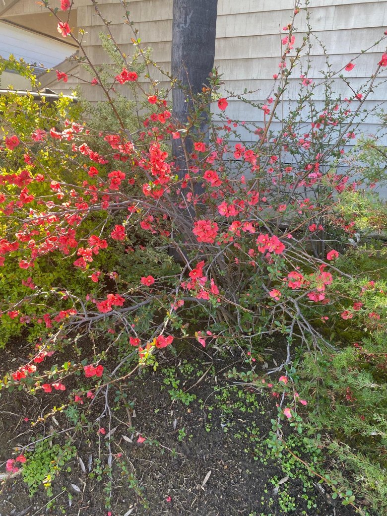 Tỷ phú Hoàng Kiều khoe cây hoa đào hồng rực sau nhà khiến ai cũng trầm trồ, đúng hoa của đại gia - 3
