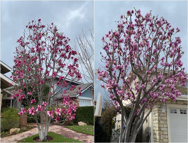 Tỷ phú Hoàng Kiều khoe cây hoa đào hồng rực sau nhà khiến ai cũng trầm trồ, đúng hoa của đại gia - 6