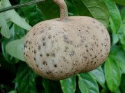 Xem ăn chơi - Loại quả xưa ít ai biết, giờ thành đặc sản được chị em nội trợ "săn lùng" về chế biến món ngon, 120.000 đồng/kg