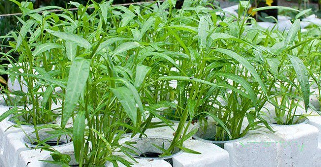 Rau muống cạn dù không ngon bằng rau muống nước nhưng ăn an toàn hơn. Ảnh minh họa.