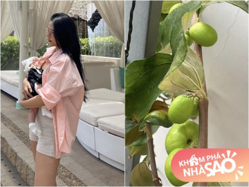 Vợ Phan Mạnh Quỳnh khoe táo trên ban công quả to hơn siêu thị bán, ước có nhà vườn để trồng đã đời
