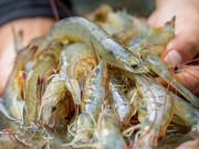 Bếp Eva - Mua tôm thấy người bán mời chào giá rẻ cực sốc 4 loại này phải tránh xa, ăn vào chỉ tổ rước bệnh