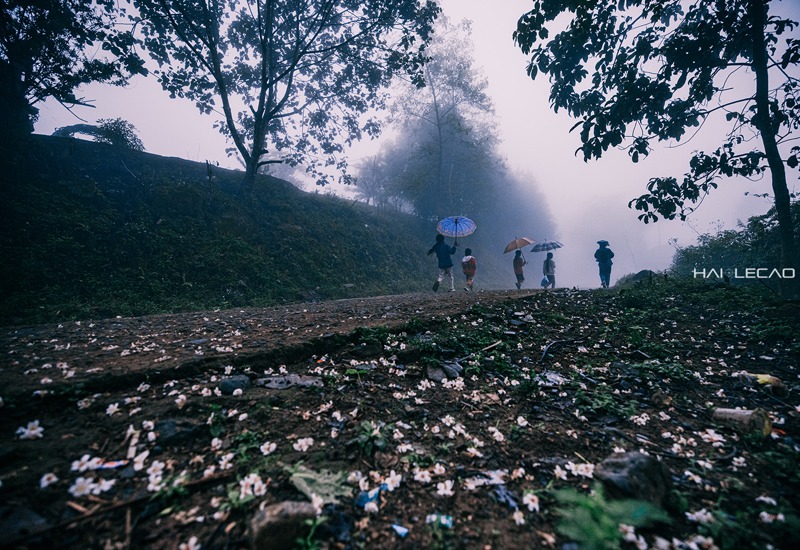 Theo đó Y Tý là một xã vùng cao thuộc huyện Bát Xát, tỉnh Lào Cai, nằm ở độ cao trên 2000 m so với mực nước biển.
