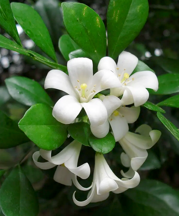6 loại cây có hoa thơm nức mũi, trồng 1 chậu ở ban công, nhà lúc nào cũng ngào ngạt hương thơm - 6
