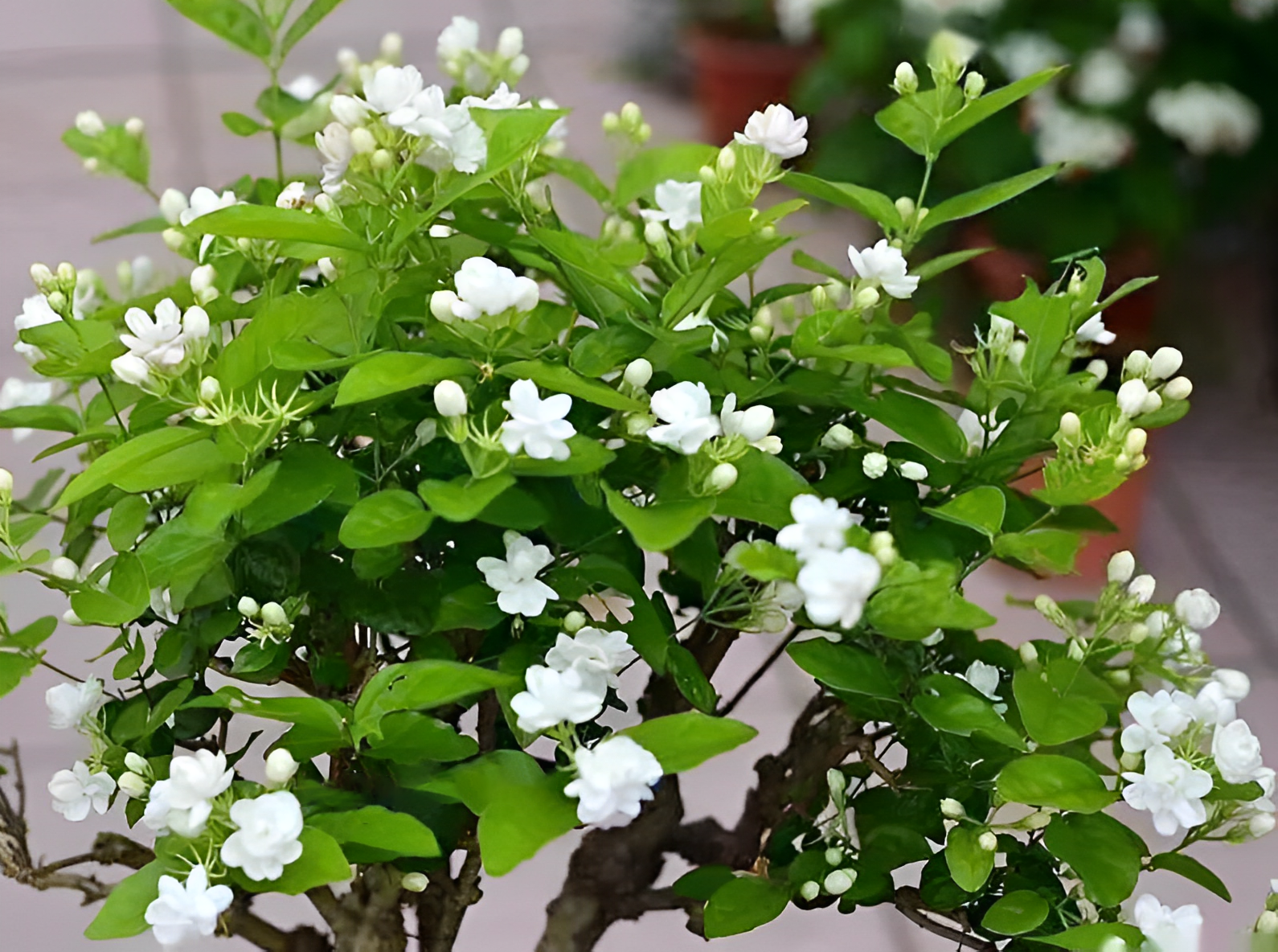 6 loại cây có hoa thơm nức mũi, trồng 1 chậu ở ban công, nhà lúc nào cũng ngào ngạt hương thơm - 4