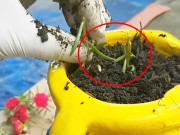 Nhà đẹp - 4 loại cây có hoa “cực đẹp” lại dễ trồng, chỉ cần cắm một cành xuống đất là bén rễ, lá mọc um tùm, ra hoa xum xuê