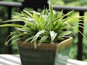 Nhà đẹp - Loại cây được ví như “máy hút bụi” mini, đặt 1 chậu trong phòng, không khí luôn trong lành thoáng mát