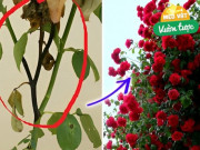Trồng hoa thưa nụ, còi cọc: Làm ngay 3 bước này cây lên mơn mởn, hoa tuôn như suối