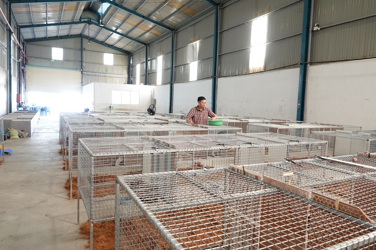 Nuôi loài vật lạ trông như nhím, nhưng mang lại thu nhập khủng lên tới hơn 5 tỷ đồng/năm - 1