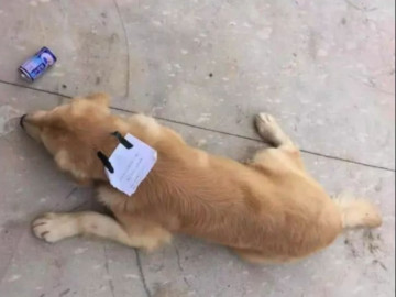 Chó cưng lẻn ra ngoài chơi rồi quay về với mảnh giấy nhắn trên cổ, chủ nhân đọc xong liền phát hãi