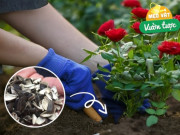 2 vỏ hạt này dùng xong đừng vứt đi, nó đều là bảo bối trồng hoa, đặt 1 ít dưới đáy chậu hoa nở như suối