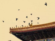 Tin tức - Tại sao Tử Cấm Thành lại thường xuyên xuất hiện rất nhiều quạ?