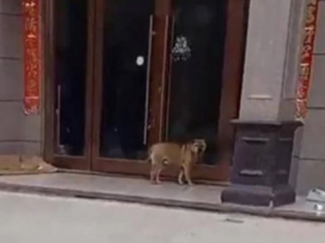 Đang yên đang lành lại bị triệt sản, chú chó ghi hận hành hạ bác sĩ thú y suốt 3 năm trời