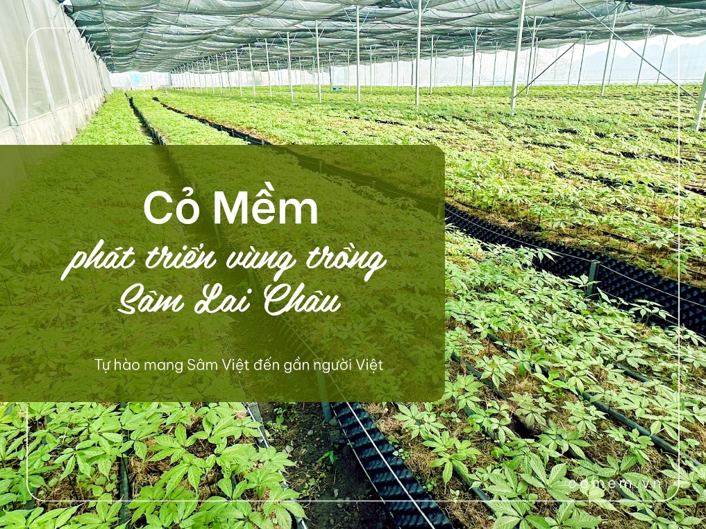 Cỏ Mềm ra mắt Kem chống nắng Sâm chiết xuất từ dược liệu tinh tuý mệnh danh “Quốc bảo” - 2