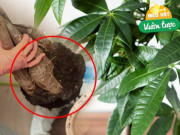 Trồng cây kim ngân hay chết nhớ quy tắc “3 không”, lá xanh mơn mởn, mang lộc về nhà