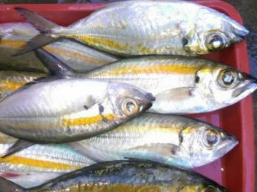 Loại cá xưa ít ai biết đến, giờ thành đặc sản nổi tiếng của Phú Quý, vừa ngon vừa bổ, 150.000 đồng/kg