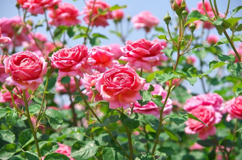 6 loại hoa vừa đẹp vừa thơm, lại có thể pha trà, làm thuốc, trồng một chậu lợi trăm đường - 6