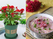 Nhà đẹp - 6 loại hoa vừa đẹp vừa thơm, lại có thể pha trà, làm thuốc, trồng một chậu lợi trăm đường