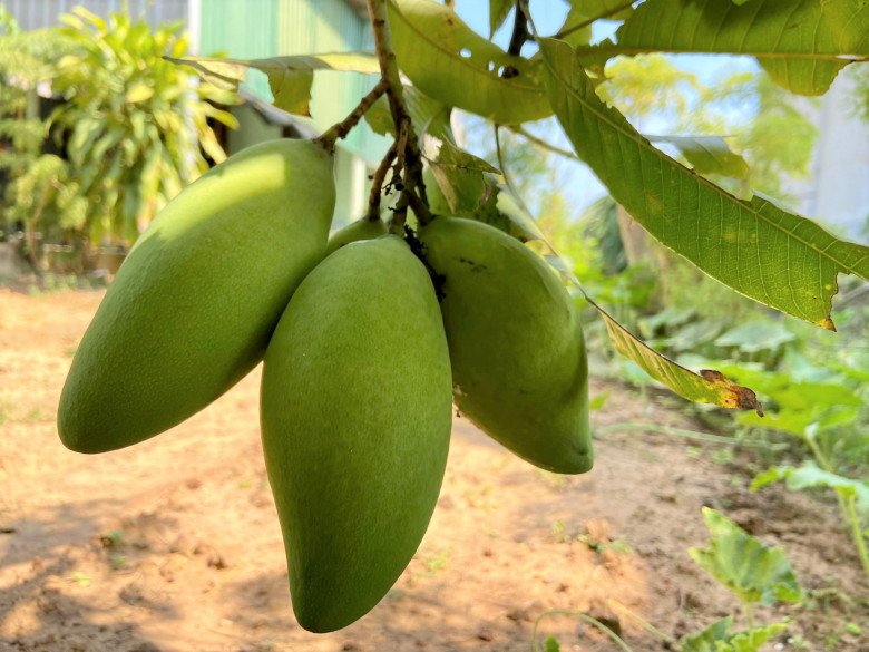 Xoài có thể ngừa được nhiều bệnh, nhưng chúng ta nên hạn chế khi ăn xoài khi còn xanh. Ảnh: Diệu Thuần.