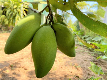 Loại quả ngon ngọt giàu dinh dưỡng, ăn đúng còn ngừa được ung thư, chỉ vài chục nghìn một cân bán đầy chợ