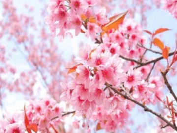 Không chỉ Nhật Bản, đất nước này cũng có mùa hoa anh đào đẹp nức nở