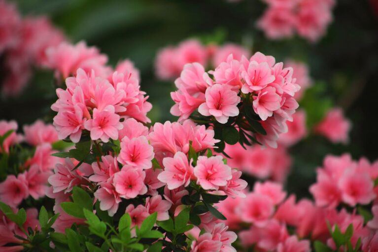 5 loại hoa này không được để cao quá, thấy cành dài cần cắt mạnh tay, cây càng ngắn hoa càng nở rực rỡ - 6