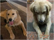 Nhà đẹp - Biết sắp bị bán đi, chú chó có hành động khiến chủ nhân rưng rưng nước mắt