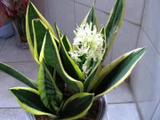 Nhà đẹp - Mùa hè trồng cây lưỡi hổ nhớ 4 "chiêu" này, đảm bảo lá xanh như bôi mỡ, hoa nở rộ gọi lộc vào nhà