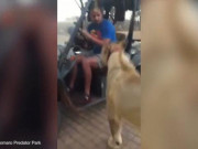 Clip Eva - Clip: Sư tử ngồi lên đùi người đàn ông và diễn biến khó tin phía sau