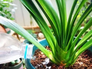 Nhà đẹp - Tưới nước cho cây là một nghệ thuật, muốn cây tươi tốt cần nắm vững 4 “khẩu quyết” này