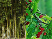 Nhà đẹp - Người xưa dạy “mộ không trồng 3, nhà không trồng 4”, 7 loại cây này ám chỉ cây nào?