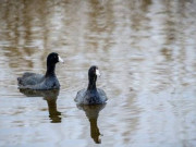 Tiêu dùng - Đặc sản có tên độc lạ, xưa dùng để "tiến vua", nay thành món ăn quý hiếm và đại bổ trong nhà hàng, 950.000 đồng/con