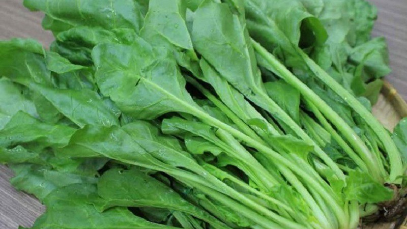 Có thể nói rằng cải bó xôi là “vua” của các loại rau lá xanh. Một cốc cải bó xôi chứa khoảng 394 mg canxi, nhiều hơn cả một cốc sữa.
