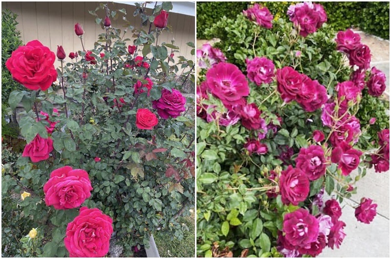 Mới đây, vị tỷ phú khoe đủ loại hoa hồng bung nở trong vườn nhà, với đủ màu sắc: Đỏ, tím, trắng, hồng, vàng...
