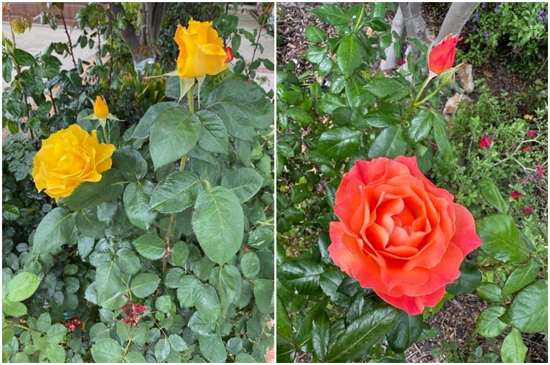 Tỷ phú Hoàng Kiều rất yêu hoa, một cây hoa đào trong vườn từng được ông chia sẻ rất nhiều lần. Nay ông lại khoái chí khoe hoa hồng.

