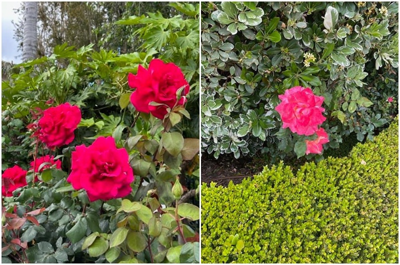 Có thể thấy các loại hoa hồng trong vườn được tỷ phú Hoàng Kiều chia sẻ có nhiều giống khác nhau, mỗi loại đều mang một vẻ đẹp riêng.

