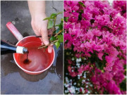 Nhà đẹp - Hoa giấy rất thích 2 thứ nước này, cho “uống” 1 thìa rễ khỏe, vài ngày sau hoa kết thành chùm to
