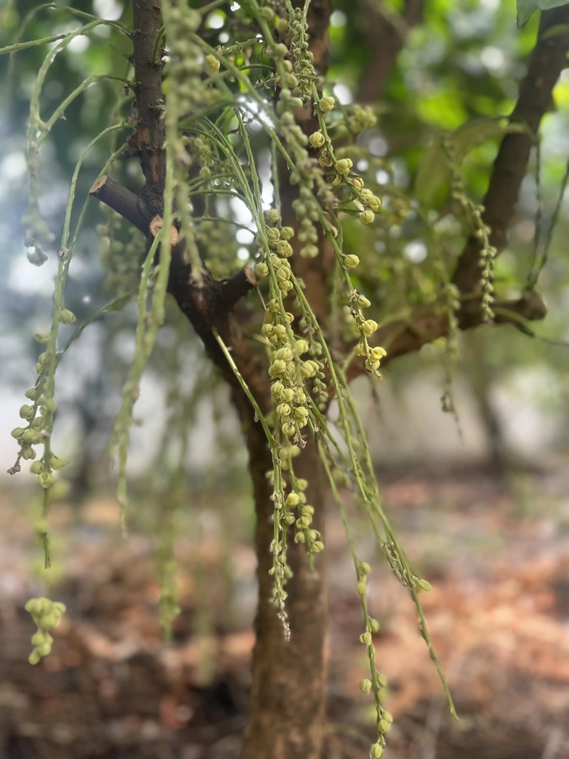 Bạn bè hài hước trêu Mỹ Lệ nhưng cũng không ngừng tấm tắc trước khu vườn đẹp tuyệt tác của "O Lệ".
