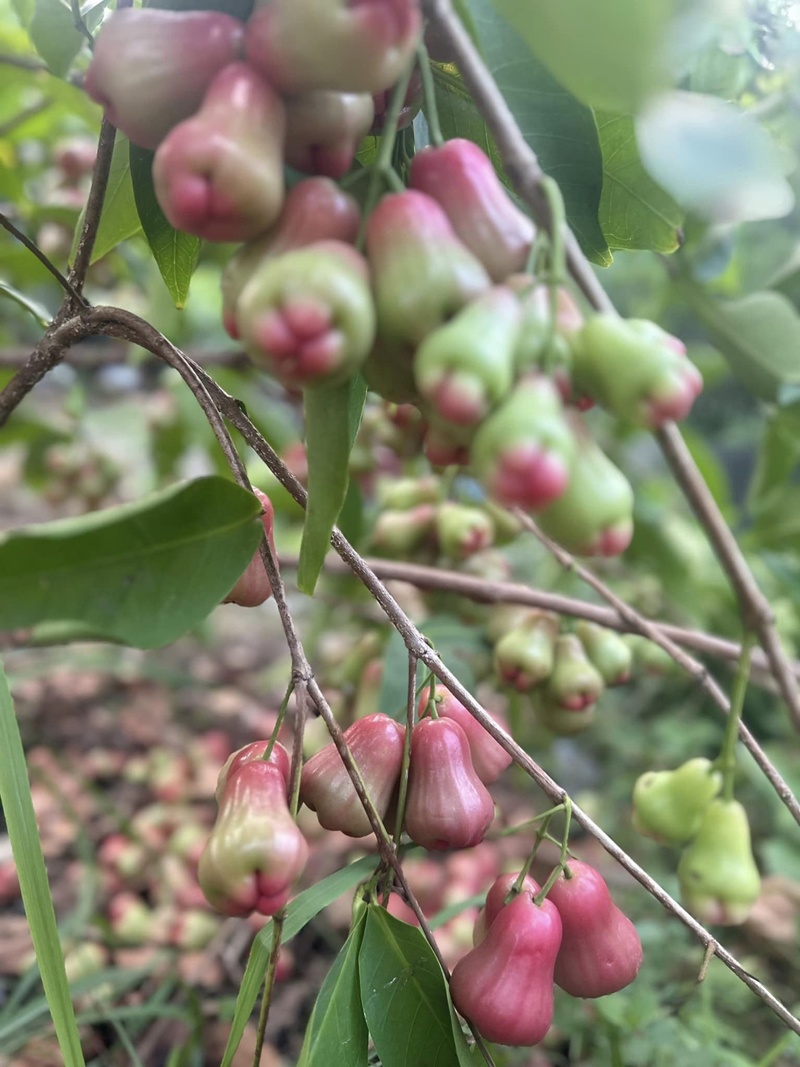 Trong vườn nhà Mỹ Lệ có rất nhiều cây ăn trái. Mận (roi) ra trái lúc lỉu, cô chia sẻ với bạn bè trái rụng đầy gốc.
