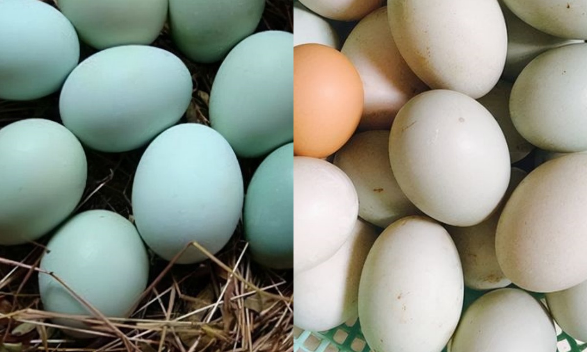 Mua trứng vịt nên chọn loại vỏ trắng hay vỏ xanh? Chọn đúng ăn ngon và bổ hơn, biết rồi thì đừng nhầm nữa nhé - 5