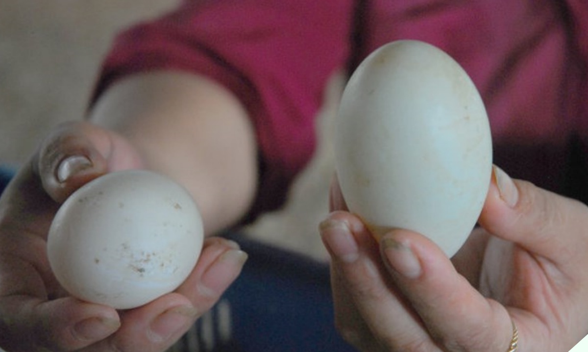Mua trứng vịt nên chọn loại vỏ trắng hay vỏ xanh? Chọn đúng ăn ngon và bổ hơn, biết rồi thì đừng nhầm nữa nhé - 8