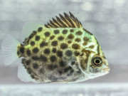 Tiêu dùng - Loại cá đặc sản nổi tiếng Kiên Giang, xưa không ai ăn, nay vừa ngon ngọt vừa bổ dưỡng dân thành phố ưa chuộng, 260.000 đồng/kg