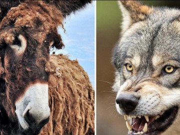 Vì sao chó sói phải sợ lừa?