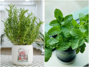Nhà đẹp - 5 loại cây vừa thơm vừa đẹp, muỗi thấy sẽ “mềm nhũn chân”, trồng một chậu trong nhà muỗi không dám đến gần