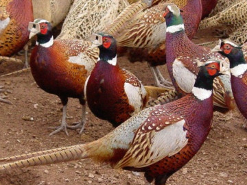 Nghề lạ ở Việt Nam: Bỏ phố về quê nuôi bạt ngàn loài chim lạ, là đặc sản được ví như siêu thịt gà, thu vài chục triệu/tháng