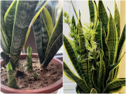 Nhà đẹp - Cây lưỡi hổ rất thích 3 “món khoái khẩu” này, tháng cho ăn một lần cây lớn nhanh như thổi