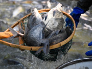 Tin tức - Loại cá "nhà nghèo" xưa có đầy không ai ăn, nay "đổi đời" thành đặc sản ngon ngọt và bổ dưỡng, 70.000 đồng/kg