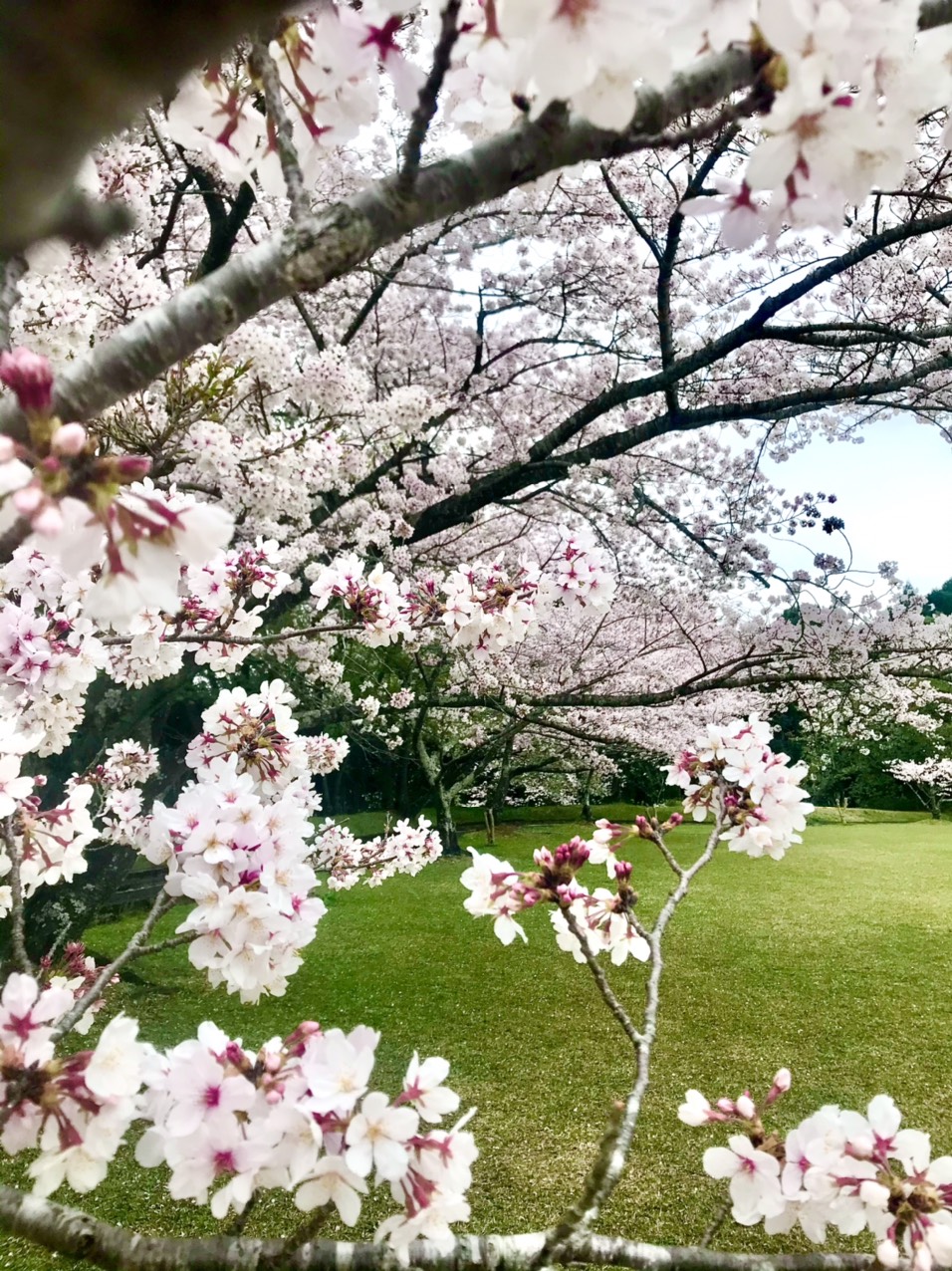 Hoa anh đào bung nở tuyệt đẹp