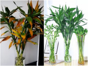 Nhà đẹp - Rắc ít bột này vào nước, cây trúc phát tài nở hoa trắng muốt, không lo vàng lá