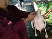 Tin tức - Mổ vịt tìm thấy viên thủy tinh trong suốt trong bụng, cặp vợ chồng choáng váng khi đem thẩm định